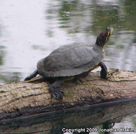 Red-eared Slider (Trachemys scripta elegans)