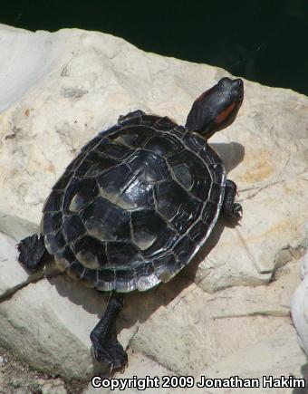 Red-eared Slider (Trachemys scripta elegans)