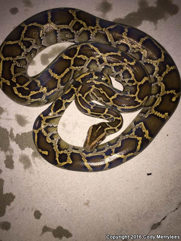 Burmese Python (Python molurus bivittatus)