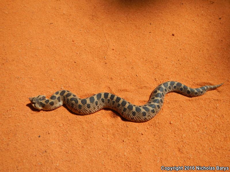 Southern Hog-nosed Snake (Heterodon simus)