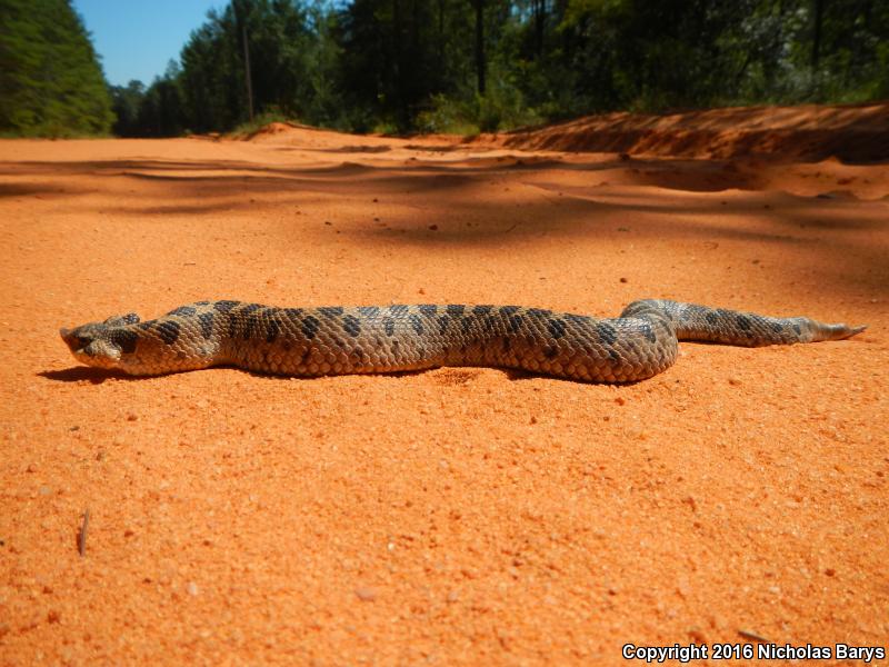 Southern Hog-nosed Snake (Heterodon simus)