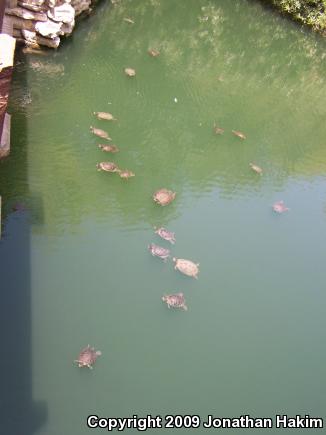 Red-eared Slider (Trachemys scripta elegans)