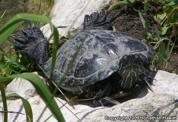 Red-eared Slider (Trachemys scripta elegans)