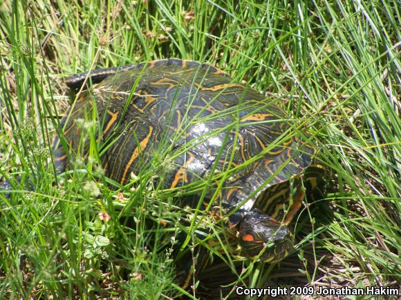 Red-eared Slider (Trachemys scripta elegans)