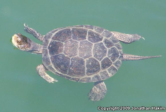 Western Pond Turtle (Actinemys marmorata)