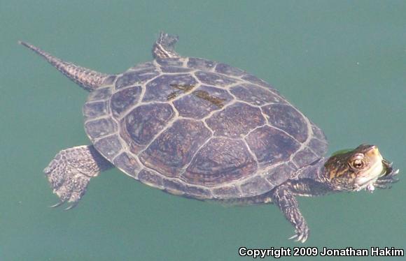 Western Pond Turtle (Actinemys marmorata)