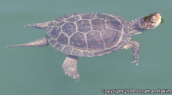 Western Pond Turtle (Actinemys marmorata)