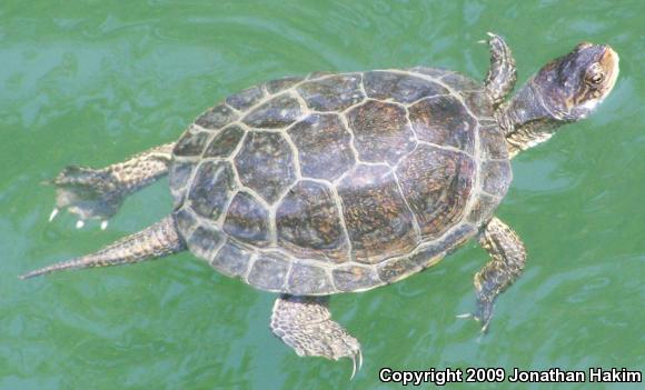 Western Pond Turtle (Actinemys marmorata)