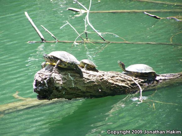 Red-eared Slider (Trachemys scripta elegans)