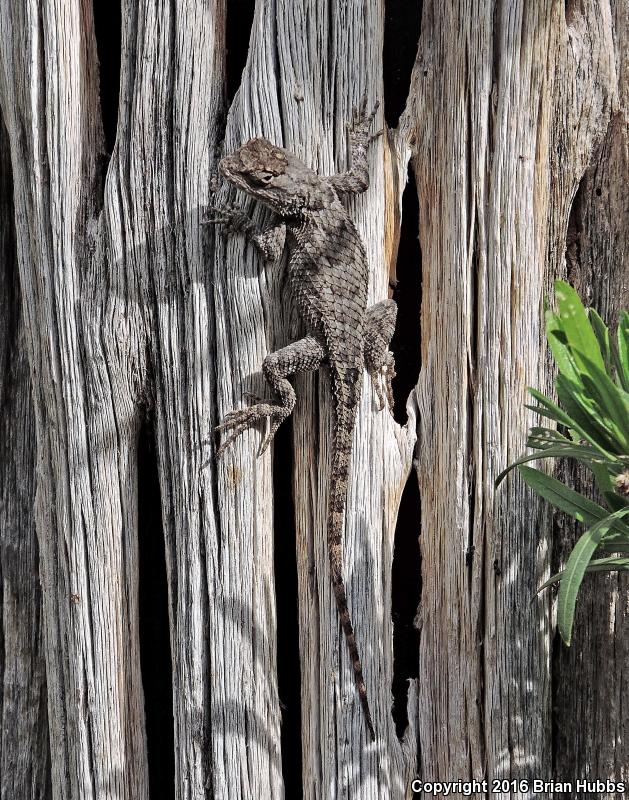 Clark's Spiny Lizard (Sceloporus clarkii)