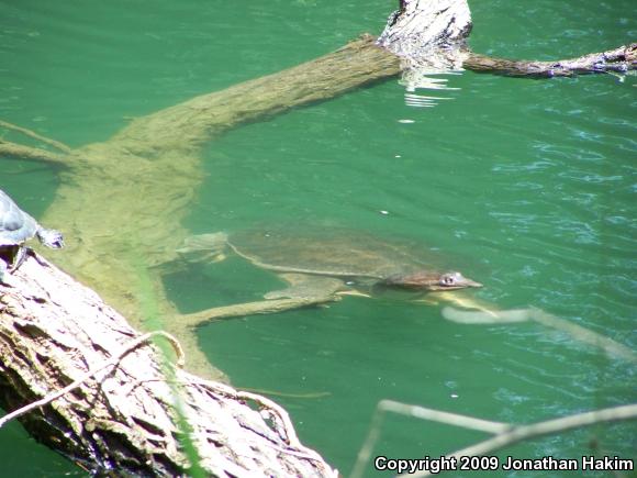 Florida Softshell (Apalone ferox)