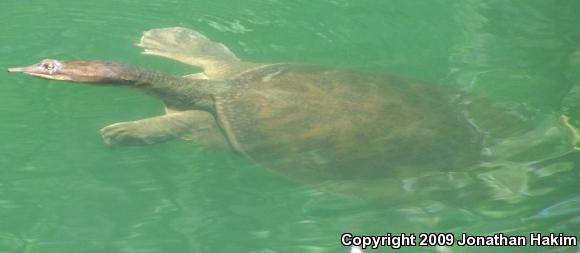 Florida Softshell (Apalone ferox)