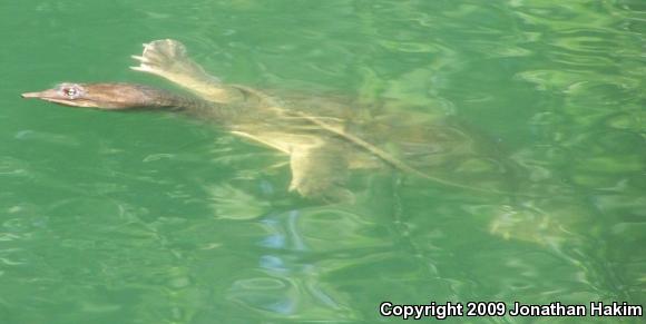 Florida Softshell (Apalone ferox)