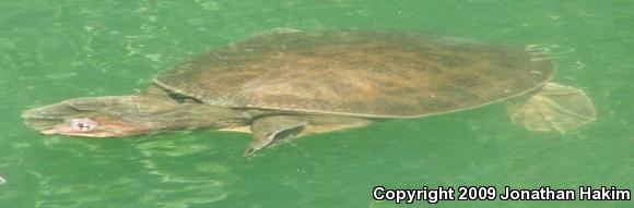 Florida Softshell (Apalone ferox)