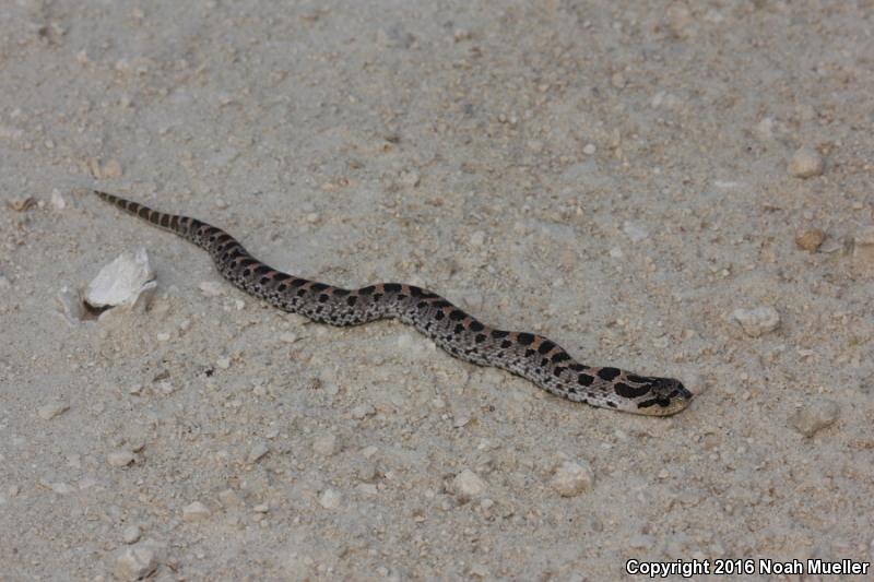 Southern Hog-nosed Snake (Heterodon simus)