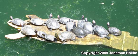 Red-eared Slider (Trachemys scripta elegans)