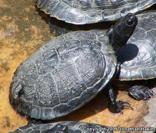 Red-eared Slider (Trachemys scripta elegans)