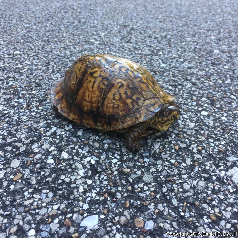 Gulf Coast Box Turtle (Terrapene carolina major)