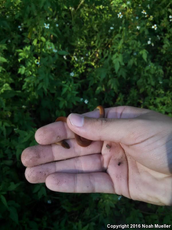 Pine Woods Littersnake (Rhadinaea flavilata)