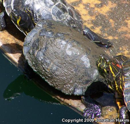 Yellow-bellied Slider (Trachemys scripta scripta)