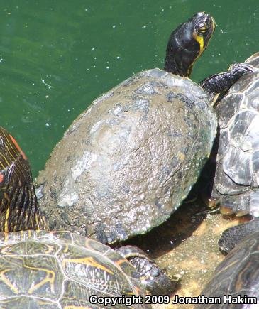 Yellow-bellied Slider (Trachemys scripta scripta)