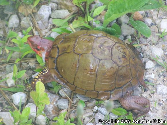 Three-toed Box Turtle (Terrapene carolina triunguis)