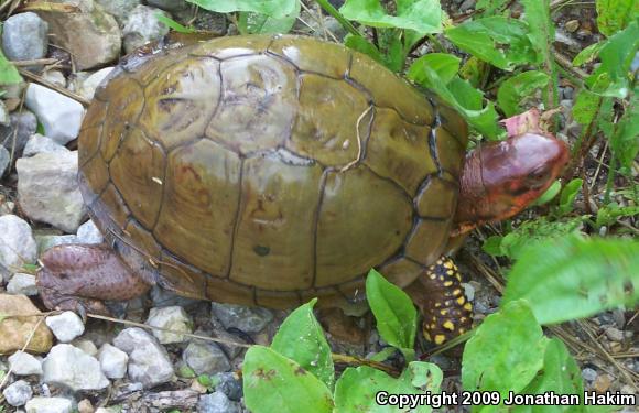 Three-toed Box Turtle (Terrapene carolina triunguis)