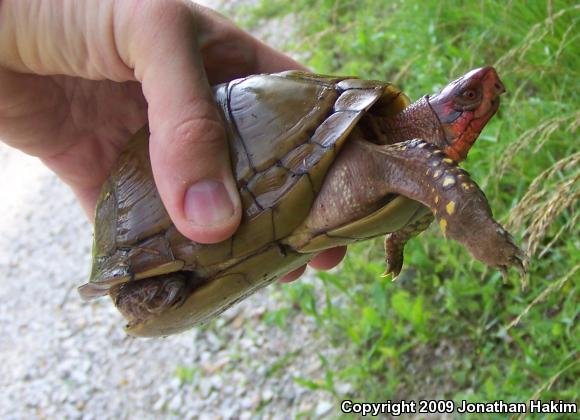 Three-toed Box Turtle (Terrapene carolina triunguis)