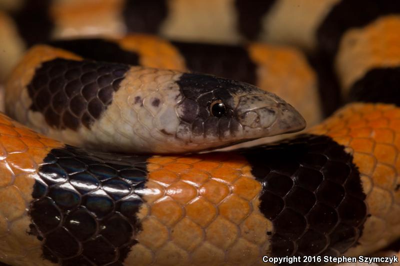 Variable Sandsnake (Chilomeniscus stramineus)