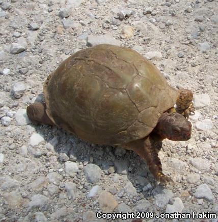 Three-toed Box Turtle (Terrapene carolina triunguis)