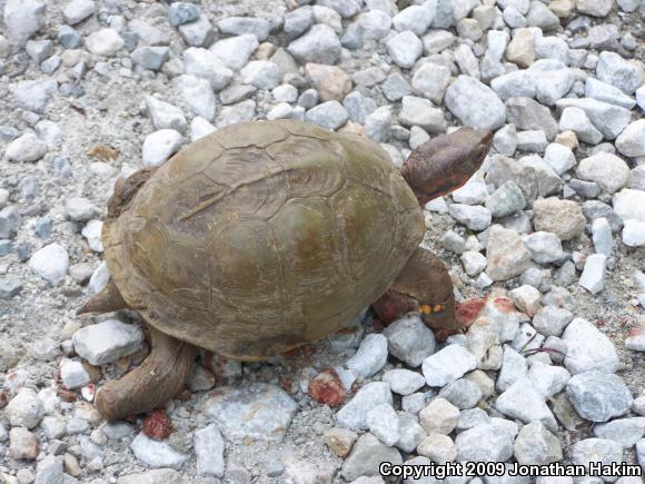 Three-toed Box Turtle (Terrapene carolina triunguis)