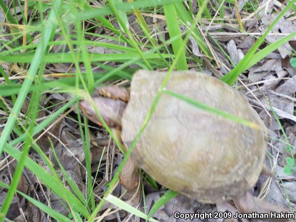 Three-toed Box Turtle (Terrapene carolina triunguis)