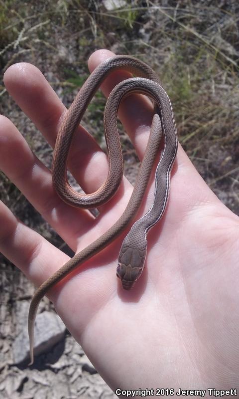 Cape Striped Whipsnake (Coluber aurigulus)