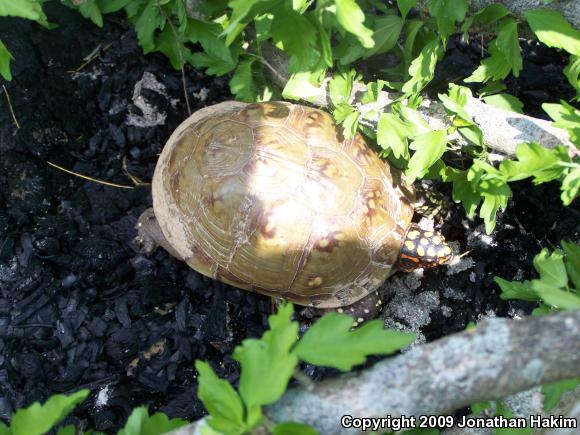 Three-toed Box Turtle (Terrapene carolina triunguis)