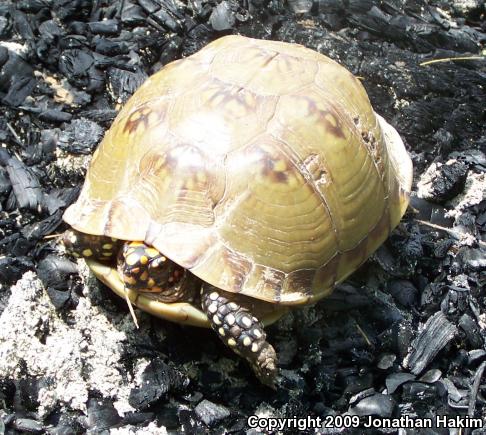 Three-toed Box Turtle (Terrapene carolina triunguis)