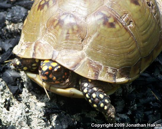 Three-toed Box Turtle (Terrapene carolina triunguis)