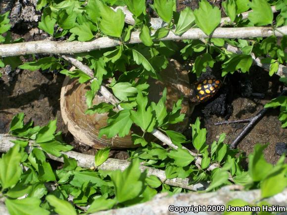 Three-toed Box Turtle (Terrapene carolina triunguis)