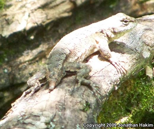 Eastern Fence Lizard (Sceloporus undulatus)