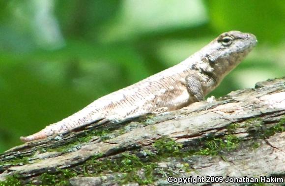 Eastern Fence Lizard (Sceloporus undulatus)