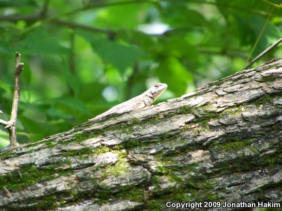 Eastern Fence Lizard (Sceloporus undulatus)