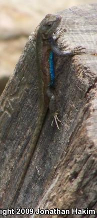 Eastern Fence Lizard (Sceloporus undulatus)