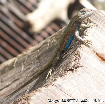 Eastern Fence Lizard (Sceloporus undulatus)