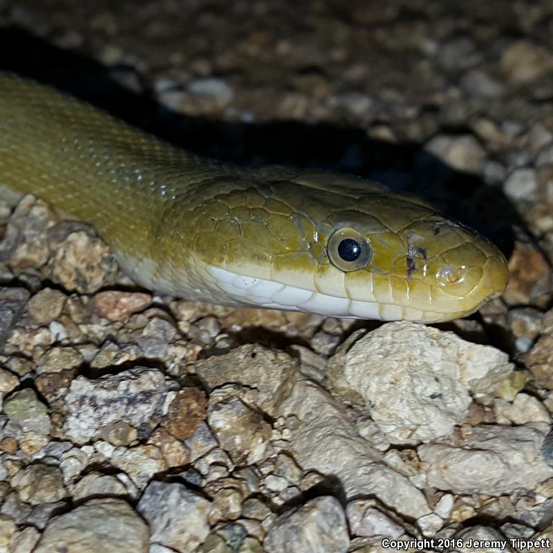 Green Ratsnake (Senticolis triaspis intermedia)