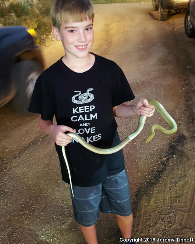 Green Ratsnake (Senticolis triaspis intermedia)