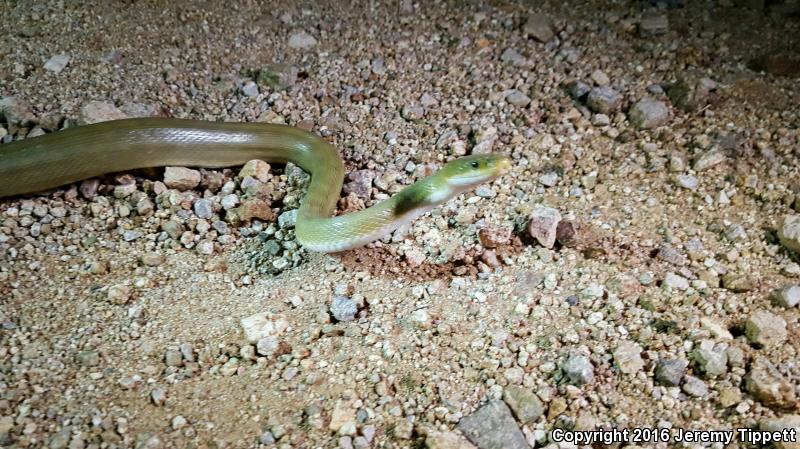 Green Ratsnake (Senticolis triaspis intermedia)