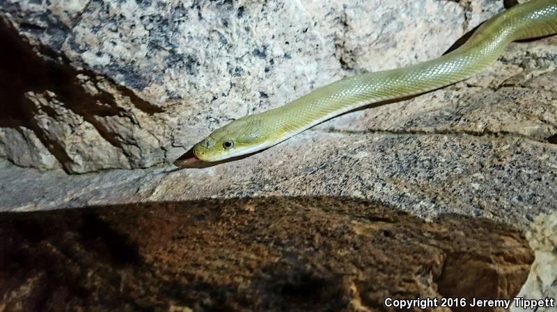 Green Ratsnake (Senticolis triaspis intermedia)