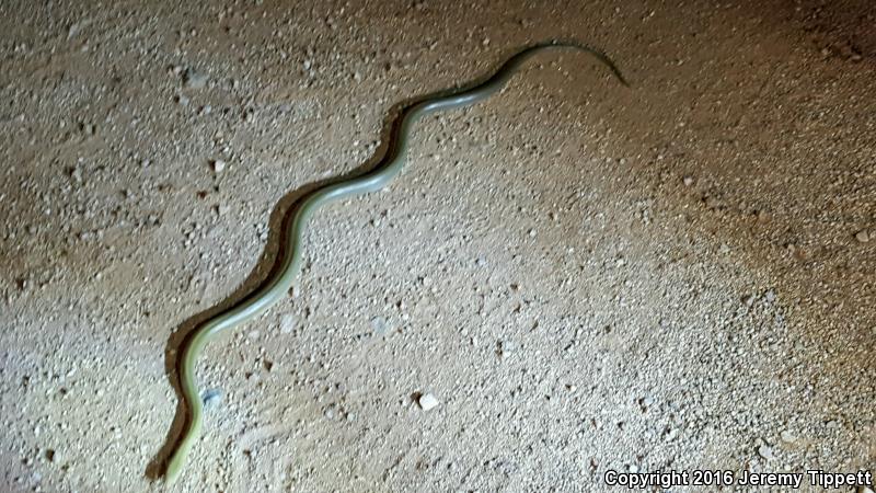 Green Ratsnake (Senticolis triaspis intermedia)