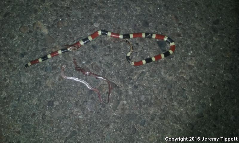 Acapulco Coral Snake (Micrurus browni taylori)