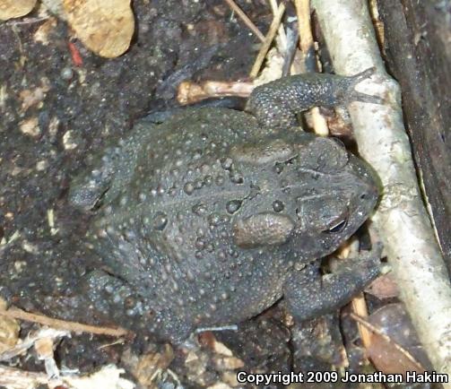 Eastern American Toad (Anaxyrus americanus americanus)