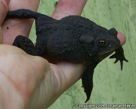 Eastern American Toad (Anaxyrus americanus americanus)